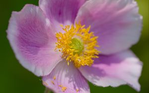 Preview wallpaper anemone, petals, pink, flower, spring, macro