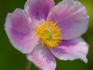 Preview wallpaper anemone, petals, pink, flower, spring, macro