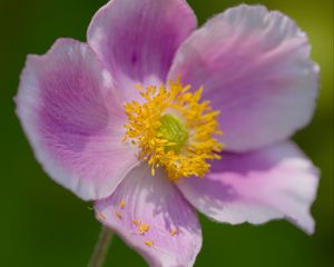 Preview wallpaper anemone, petals, pink, flower, spring, macro