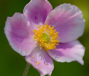 Preview wallpaper anemone, petals, pink, flower, spring, macro