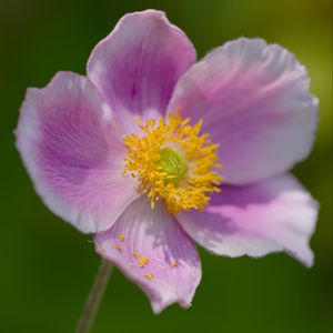 Preview wallpaper anemone, petals, pink, flower, spring, macro