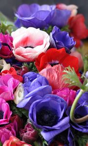 Preview wallpaper anemones, flowers, bouquet, bright, close-up