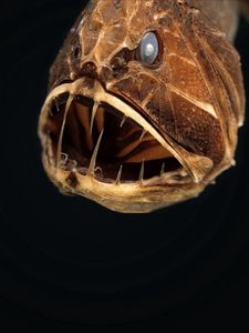 Preview wallpaper angler, animal, head