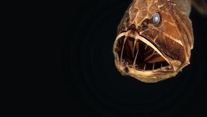 Preview wallpaper angler, animal, head