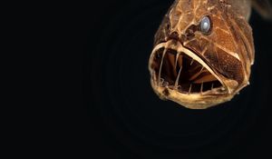 Preview wallpaper angler, animal, head