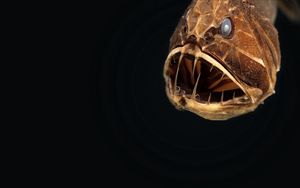 Preview wallpaper angler, animal, head