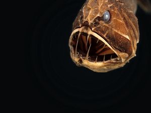 Preview wallpaper angler, animal, head