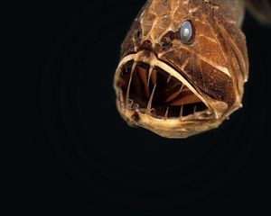 Preview wallpaper angler, animal, head