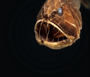 Preview wallpaper angler, animal, head