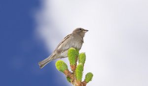 Preview wallpaper animal, bird, sparrow, leaves, leaf, branch, sky, clouds, beak