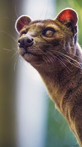Preview wallpaper animal, eyes, fur, nature, macro