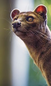 Preview wallpaper animal, eyes, fur, nature, macro