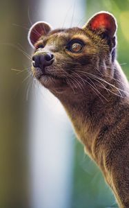 Preview wallpaper animal, eyes, fur, nature, macro