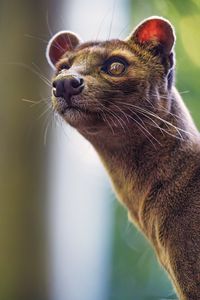 Preview wallpaper animal, eyes, fur, nature, macro