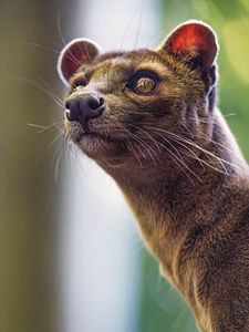 Preview wallpaper animal, eyes, fur, nature, macro