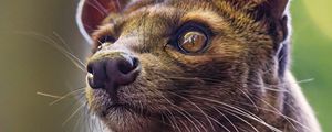 Preview wallpaper animal, eyes, fur, nature, macro