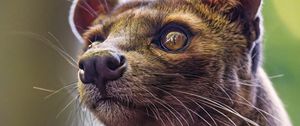 Preview wallpaper animal, eyes, fur, nature, macro