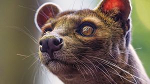 Preview wallpaper animal, eyes, fur, nature, macro