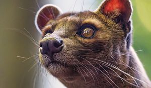 Preview wallpaper animal, eyes, fur, nature, macro
