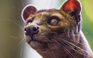 Preview wallpaper animal, eyes, fur, nature, macro