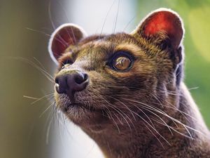 Preview wallpaper animal, eyes, fur, nature, macro