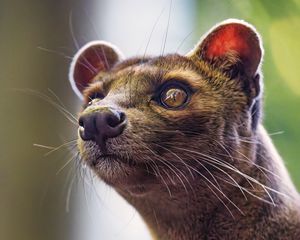 Preview wallpaper animal, eyes, fur, nature, macro