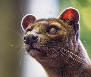 Preview wallpaper animal, eyes, fur, nature, macro