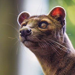 Preview wallpaper animal, eyes, fur, nature, macro