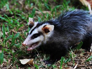 Preview wallpaper animal, furry, grass, autumn, aggression