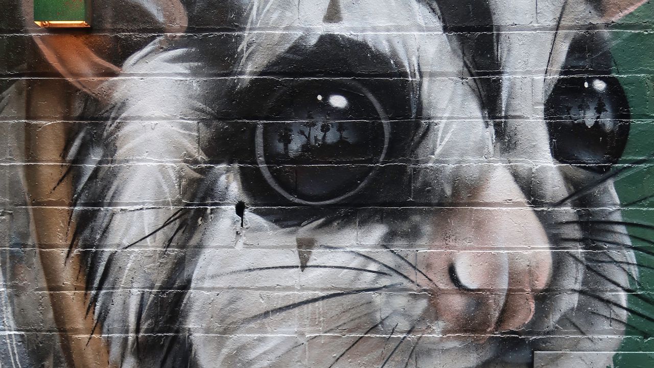 Wallpaper animal, graffiti, art, street art, wall