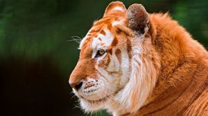 Preview wallpaper animal, predator, nose, ears, tiger