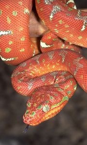 Preview wallpaper animal, snake, color