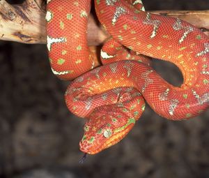 Preview wallpaper animal, snake, color