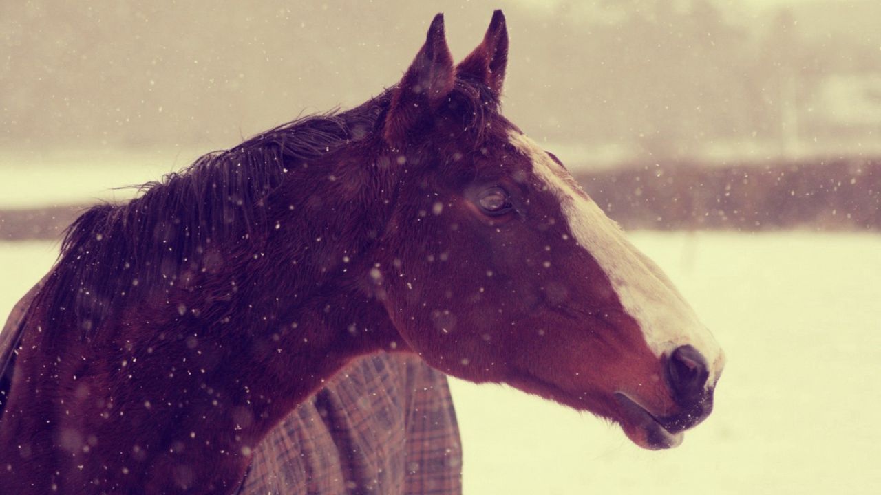 Wallpaper animals, horses, horse, face, snow, winter, background
