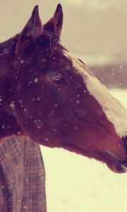 Preview wallpaper animals, horses, horse, face, snow, winter, background