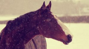 Preview wallpaper animals, horses, horse, face, snow, winter, background