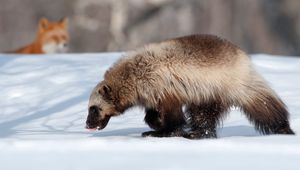 Preview wallpaper animals, kamchatka, wolverine, fox, winter, snow
