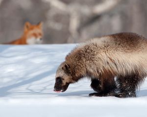 Preview wallpaper animals, kamchatka, wolverine, fox, winter, snow