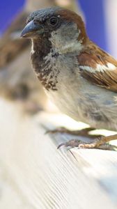 Preview wallpaper animals, sparrow, bird, feathers, beak, background, blur