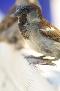 Preview wallpaper animals, sparrow, bird, feathers, beak, background, blur