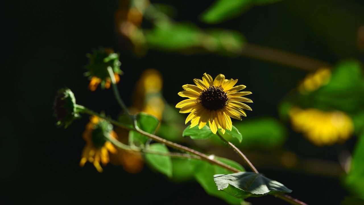 Wallpaper annual sunflower, flower, petals, yellow, shadow