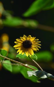 Preview wallpaper annual sunflower, flower, petals, yellow, shadow