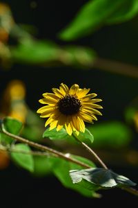 Preview wallpaper annual sunflower, flower, petals, yellow, shadow