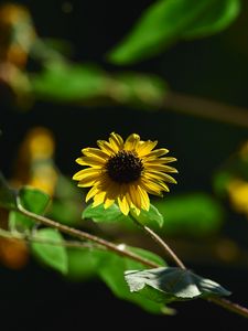 Preview wallpaper annual sunflower, flower, petals, yellow, shadow