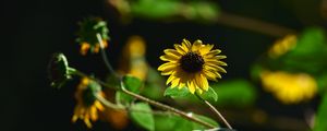 Preview wallpaper annual sunflower, flower, petals, yellow, shadow