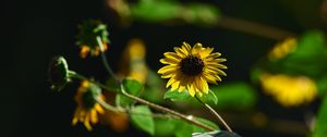 Preview wallpaper annual sunflower, flower, petals, yellow, shadow