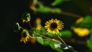 Preview wallpaper annual sunflower, flower, petals, yellow, shadow