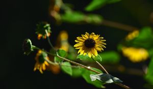 Preview wallpaper annual sunflower, flower, petals, yellow, shadow