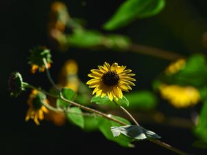 Preview wallpaper annual sunflower, flower, petals, yellow, shadow