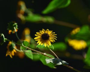 Preview wallpaper annual sunflower, flower, petals, yellow, shadow